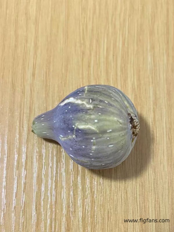 小果迷-种植爱好者交流互动平台