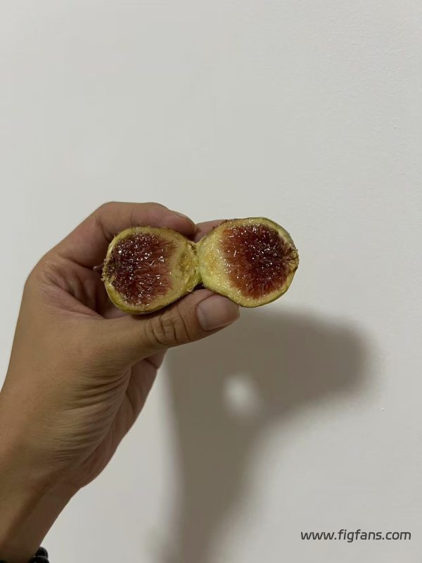 小果迷-种植爱好者交流互动平台