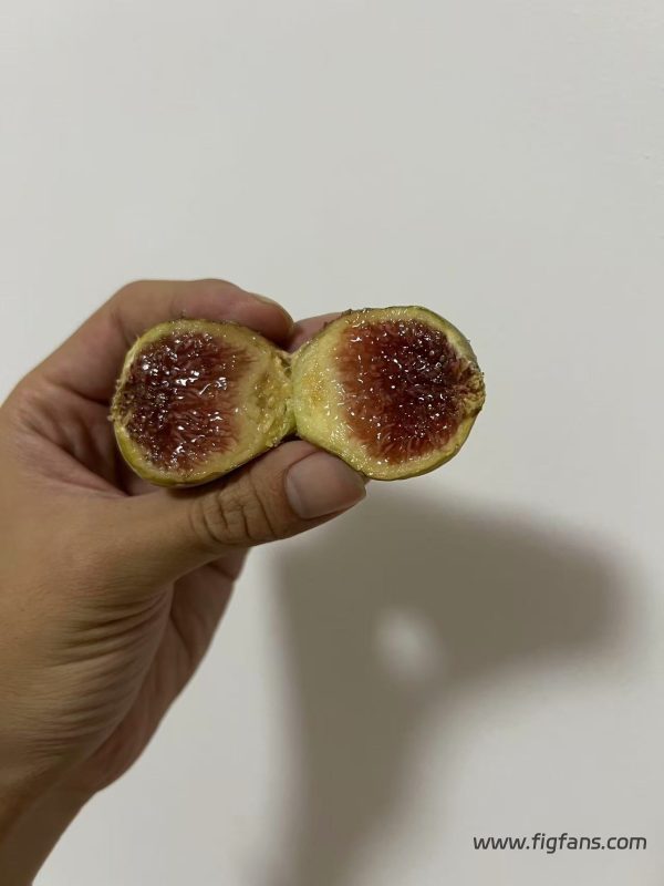 小果迷-种植爱好者交流互动平台