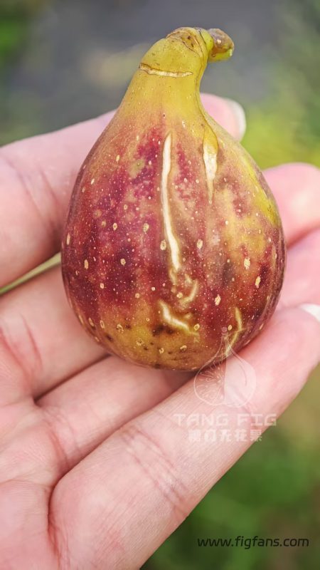 20.菲戈·罗克索 Figo Roxo(实拍图来自糖门)-小果迷