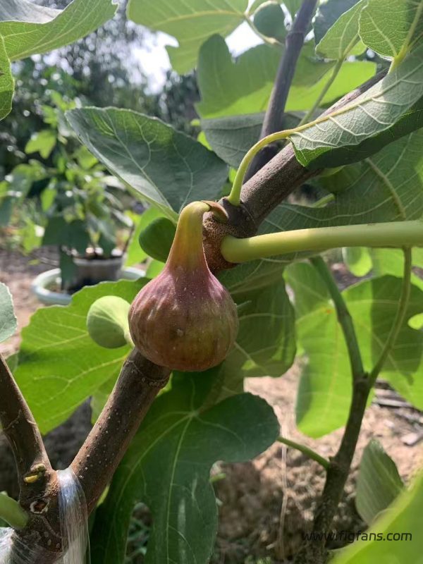 小果迷-种植爱好者交流互动平台