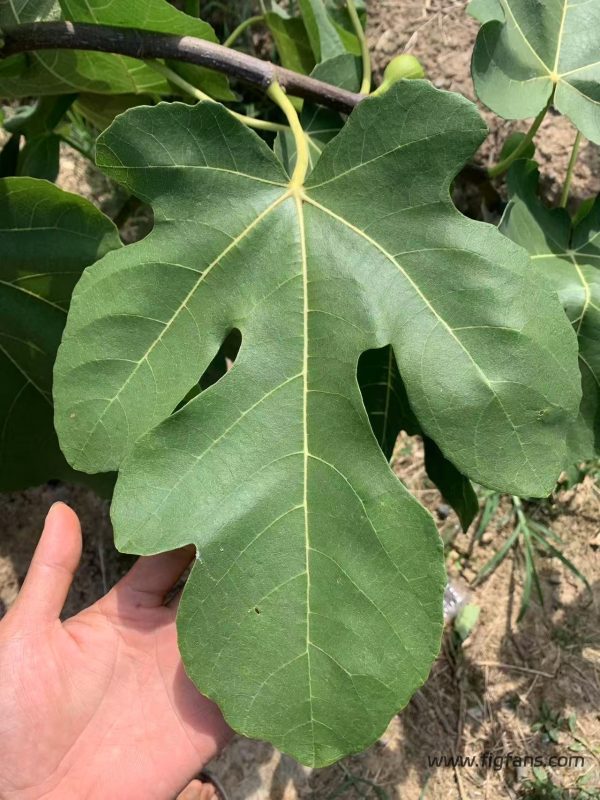小果迷-种植爱好者交流互动平台