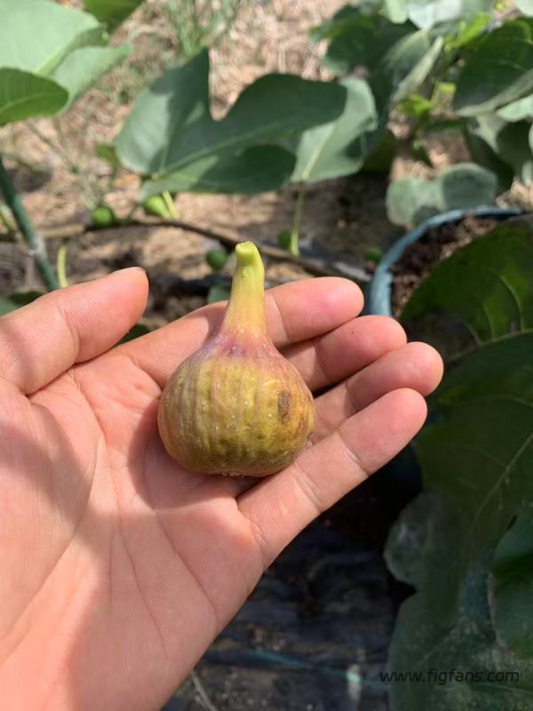 小果迷-种植爱好者交流互动平台