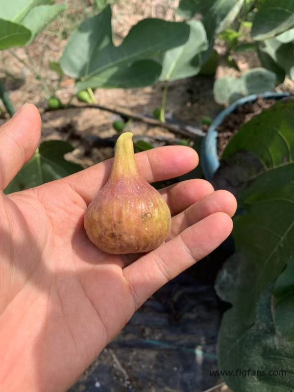 小果迷-种植爱好者交流互动平台