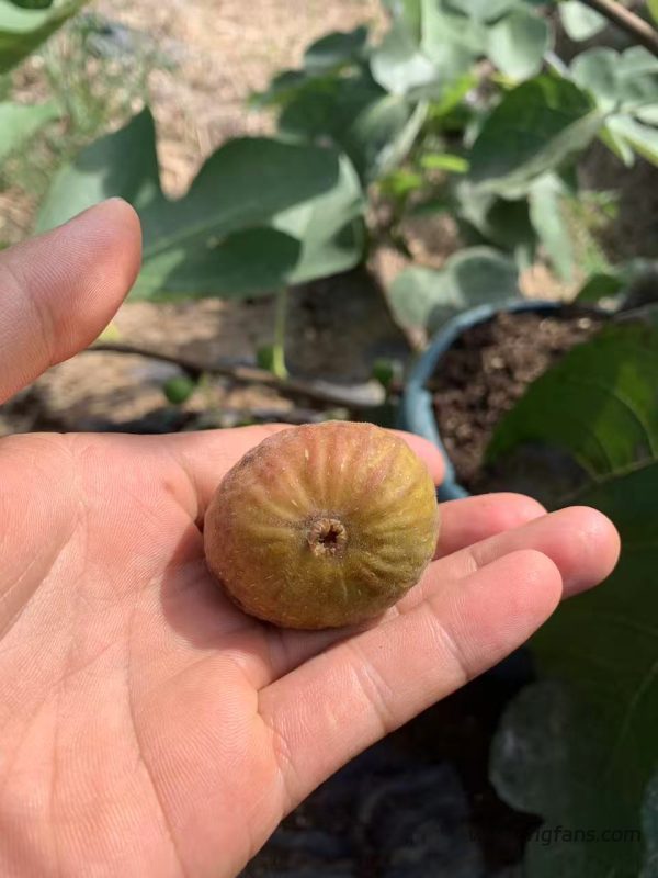 小果迷-种植爱好者交流互动平台