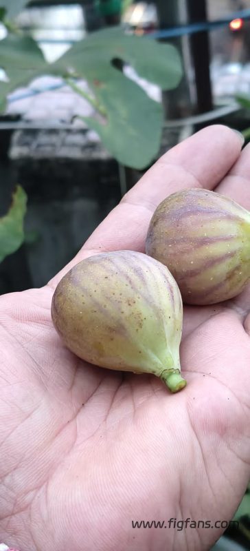小果迷-种植爱好者交流互动平台