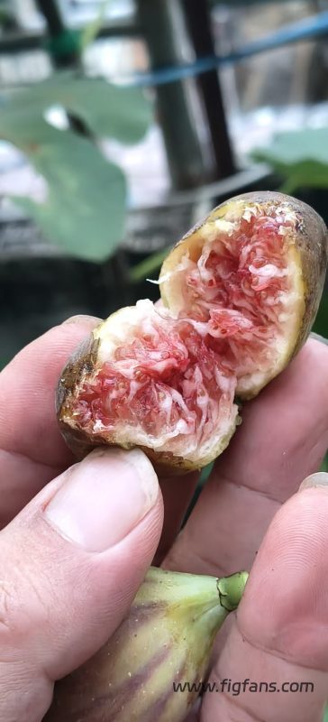 小果迷-种植爱好者交流互动平台
