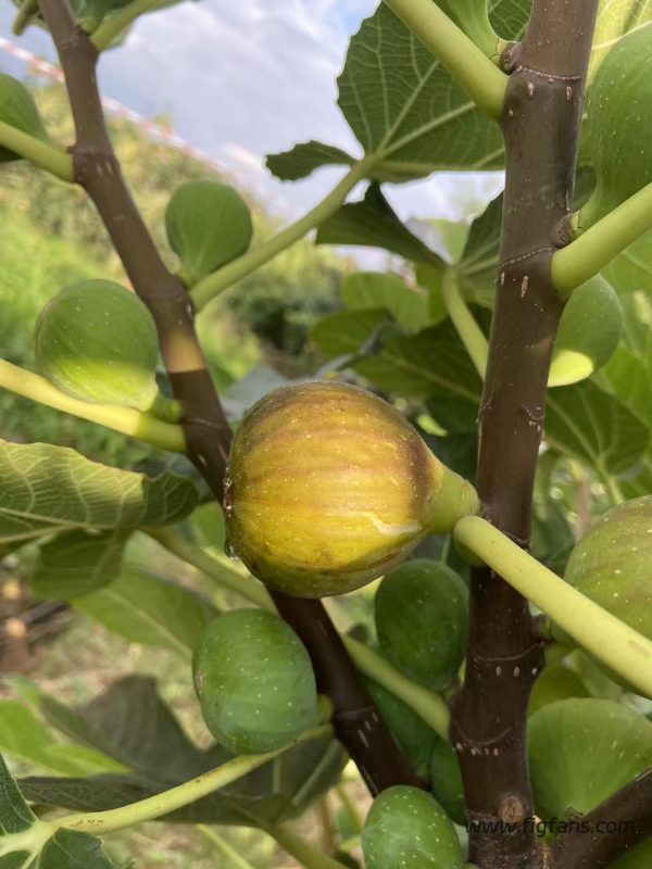 小果迷-种植爱好者交流互动平台