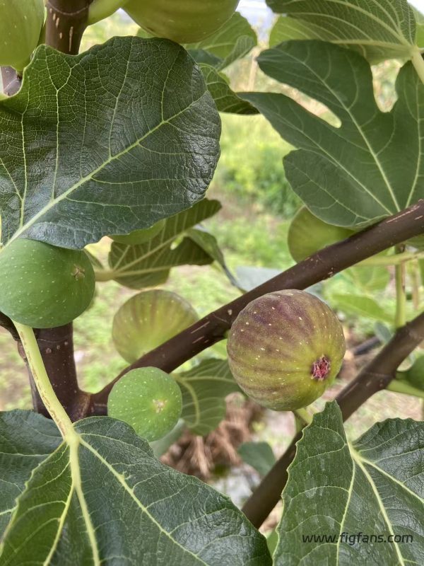 小果迷-种植爱好者交流互动平台