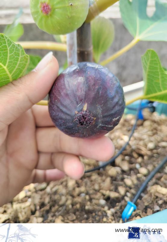 10.紫钻   （实拍图来自耀哥果缘）-小果迷