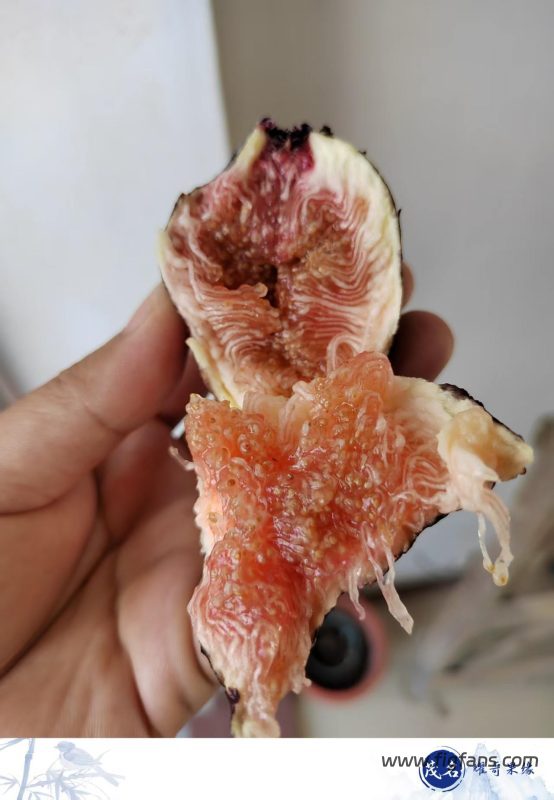 小果迷-种植爱好者交流互动平台