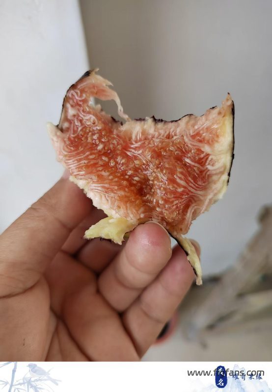 小果迷-种植爱好者交流互动平台