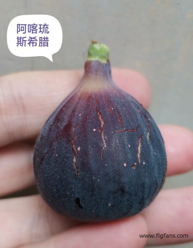 小果迷-种植爱好者交流互动平台