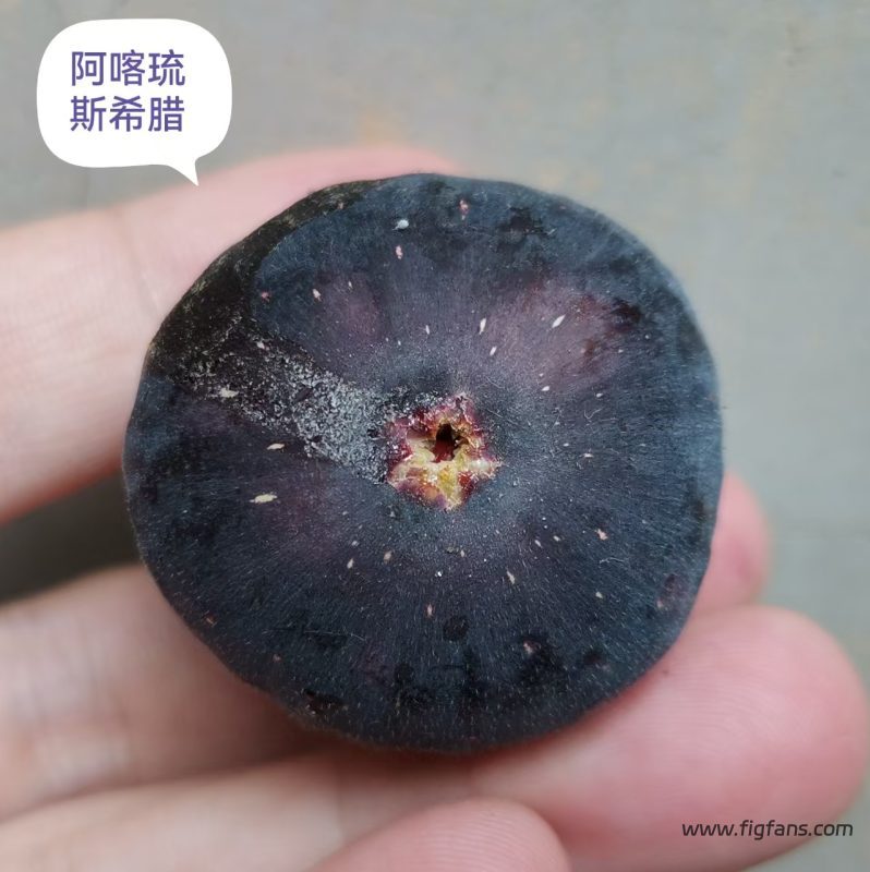 小果迷-种植爱好者交流互动平台