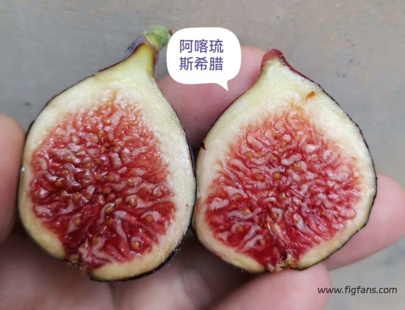 小果迷-种植爱好者交流互动平台