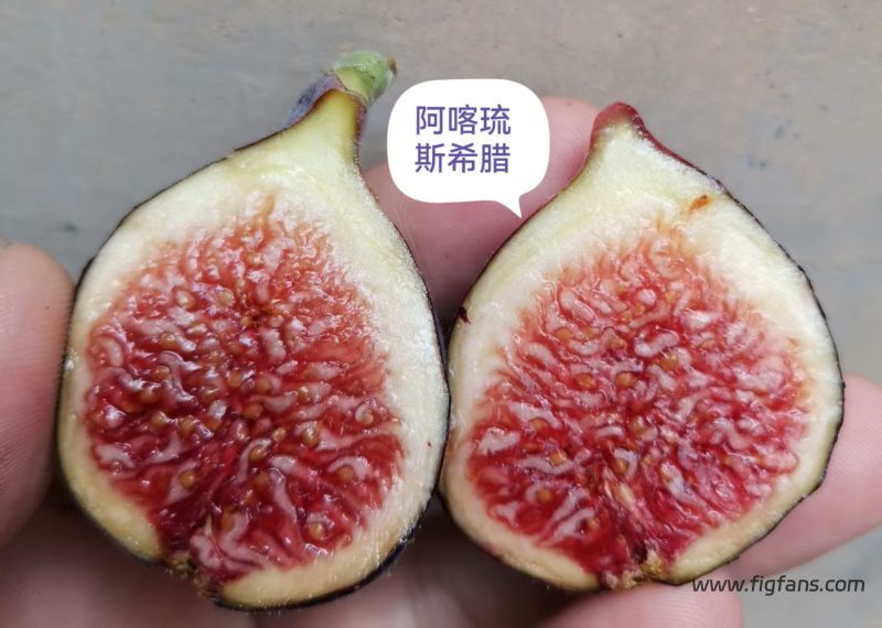 小果迷-种植爱好者交流互动平台