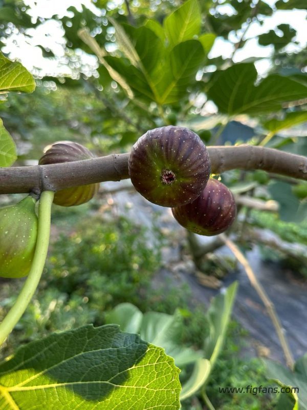 小果迷-种植爱好者交流互动平台