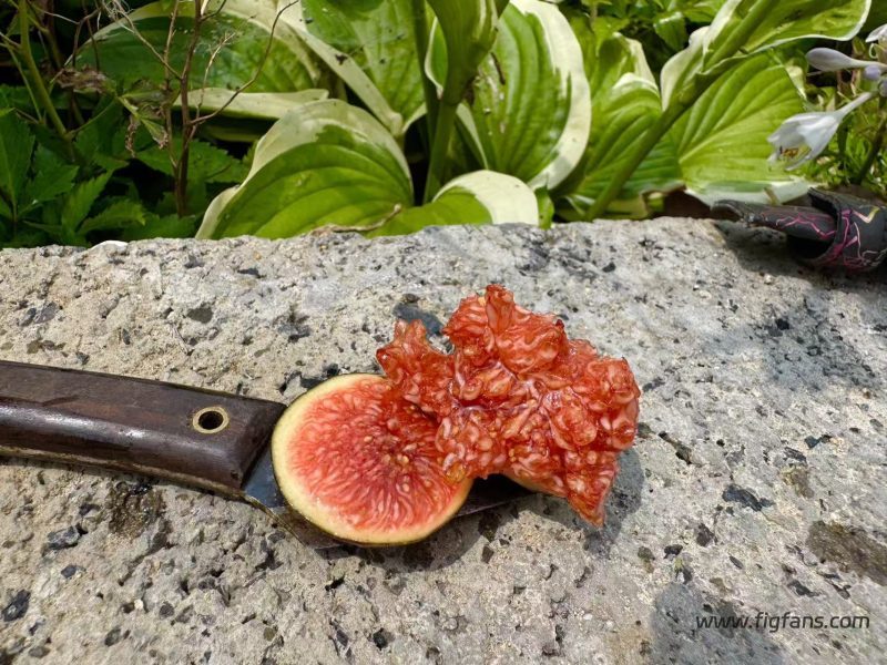 小果迷-种植爱好者交流互动平台