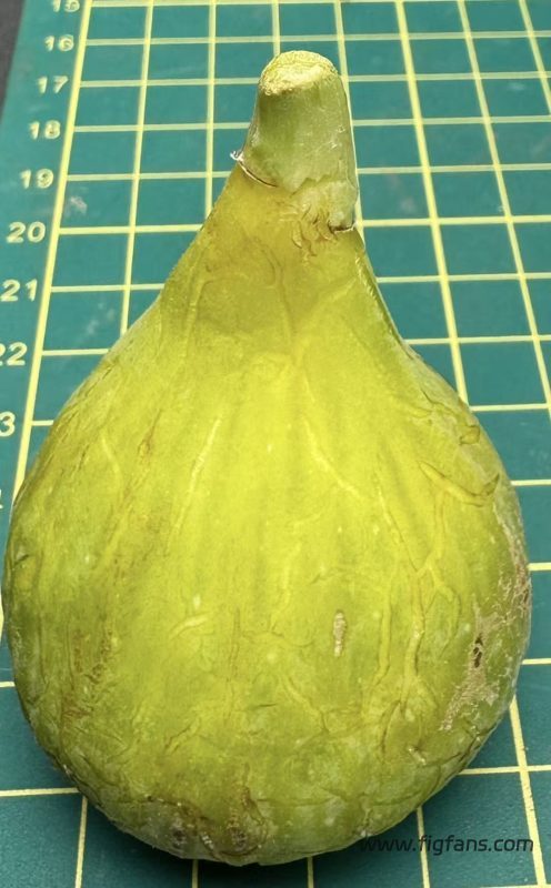 小果迷-种植爱好者交流互动平台