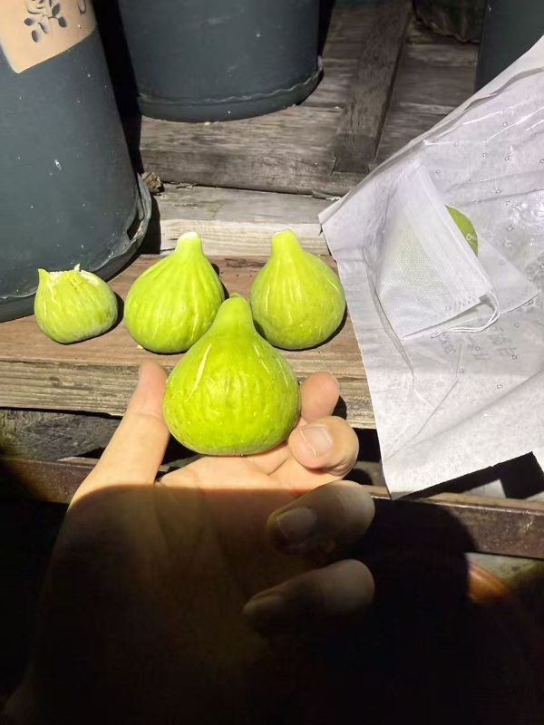 小果迷-种植爱好者交流互动平台
