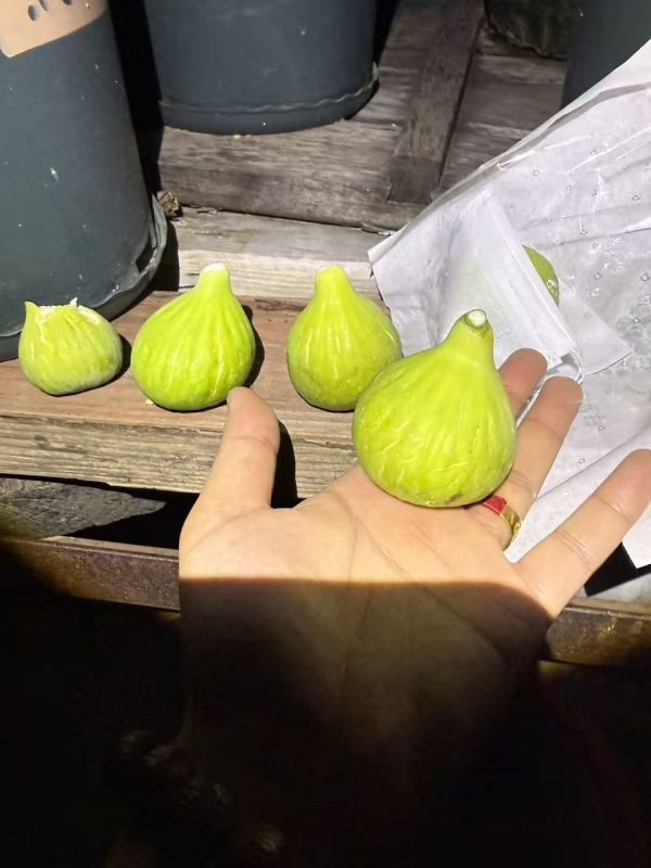 小果迷-种植爱好者交流互动平台