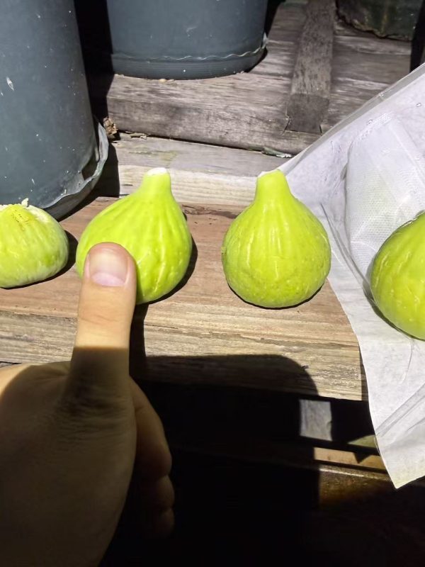 小果迷-种植爱好者交流互动平台