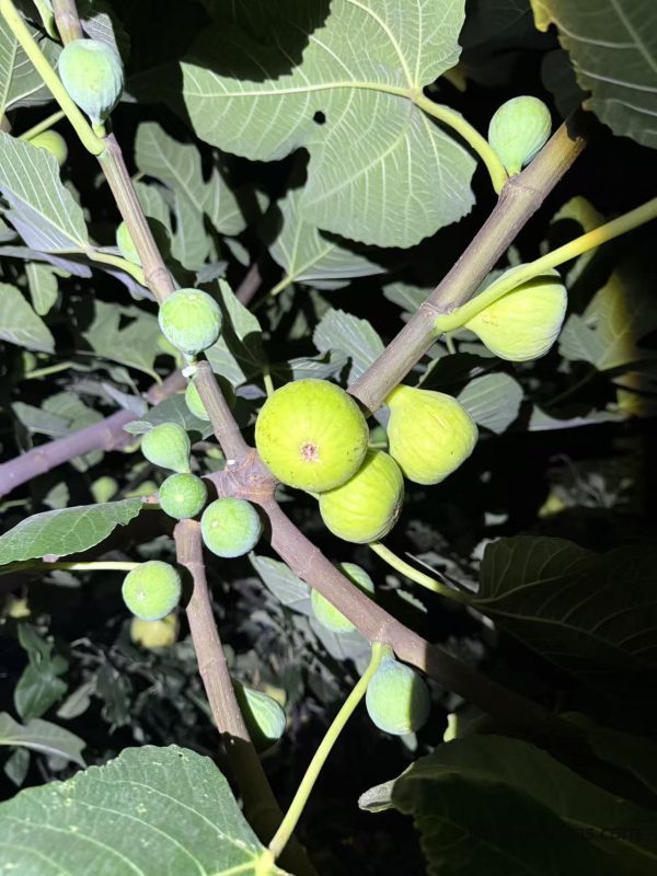 小果迷-种植爱好者交流互动平台