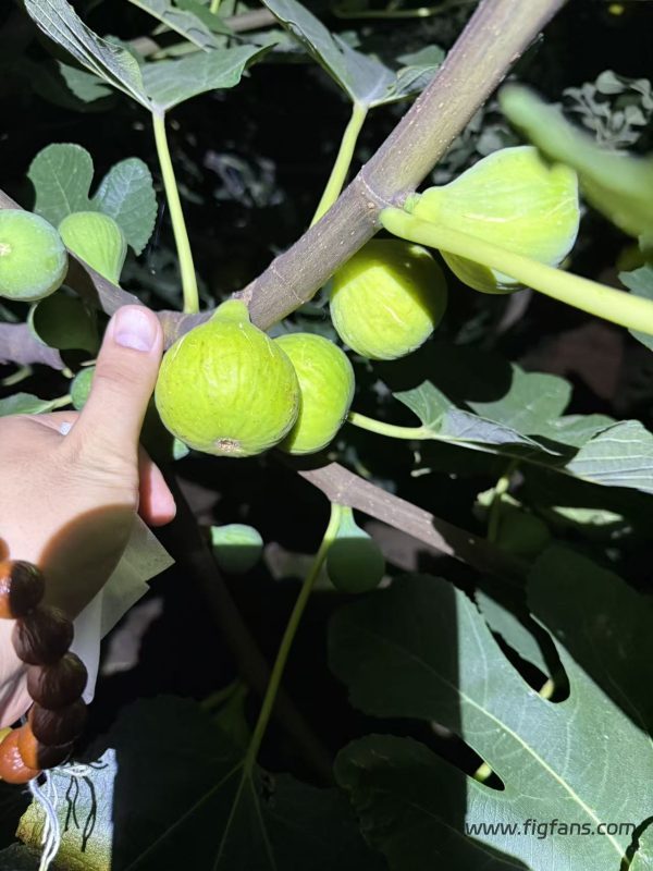小果迷-种植爱好者交流互动平台