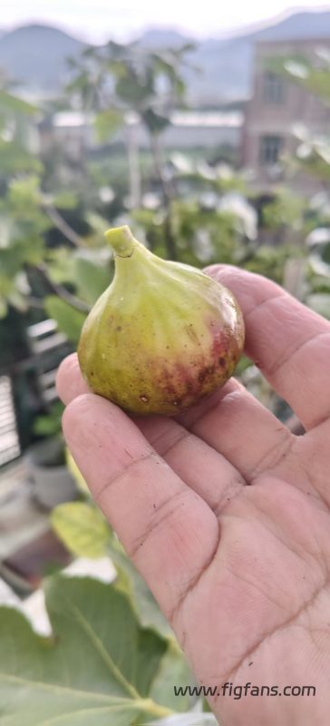 小果迷-种植爱好者交流互动平台
