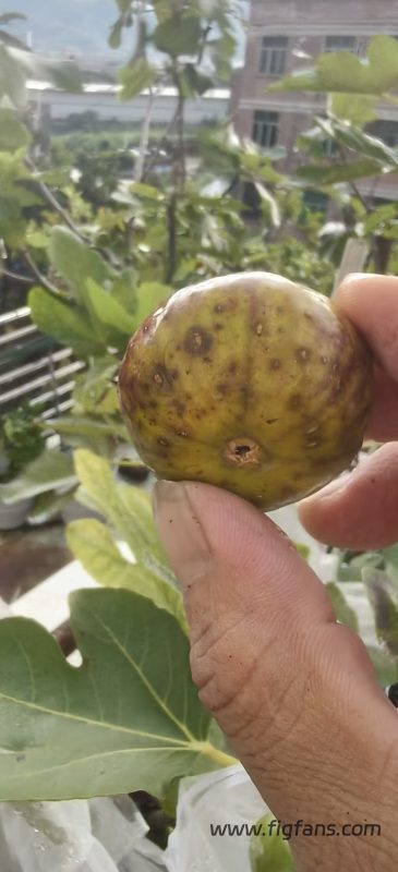 小果迷-种植爱好者交流互动平台