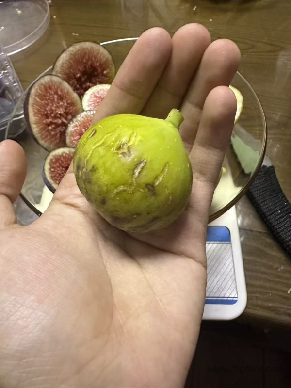 小果迷-种植爱好者交流互动平台