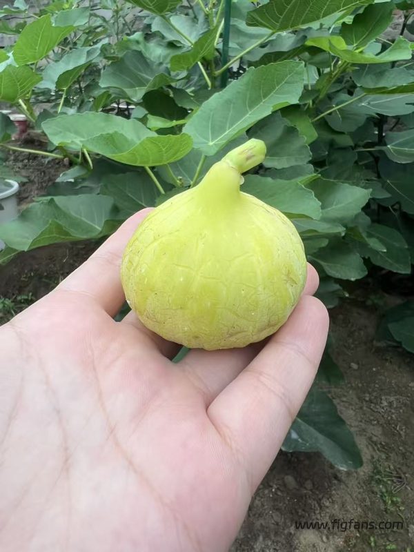 小果迷-种植爱好者交流互动平台