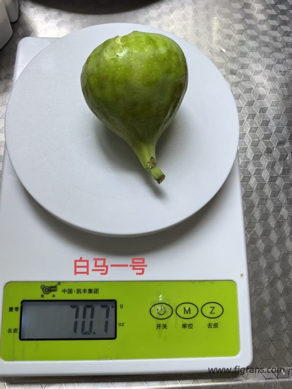 17.白马一号 White Madeira#1(实拍图来自 Z君/上海)-小果迷