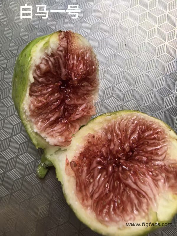 小果迷-种植爱好者交流互动平台