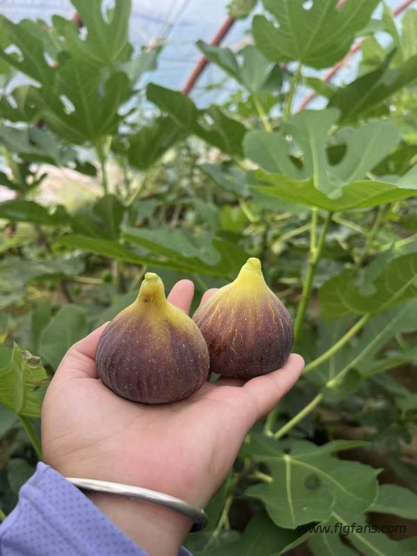 7.格莱斯/灰布索 Bourjasotte Grise（实拍图来自大师和桃子🍑）-小果迷