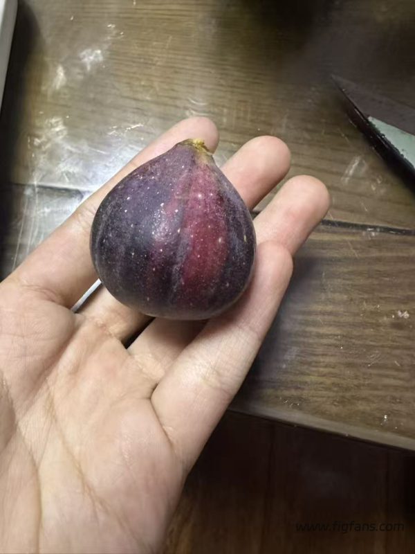 小果迷-种植爱好者交流互动平台