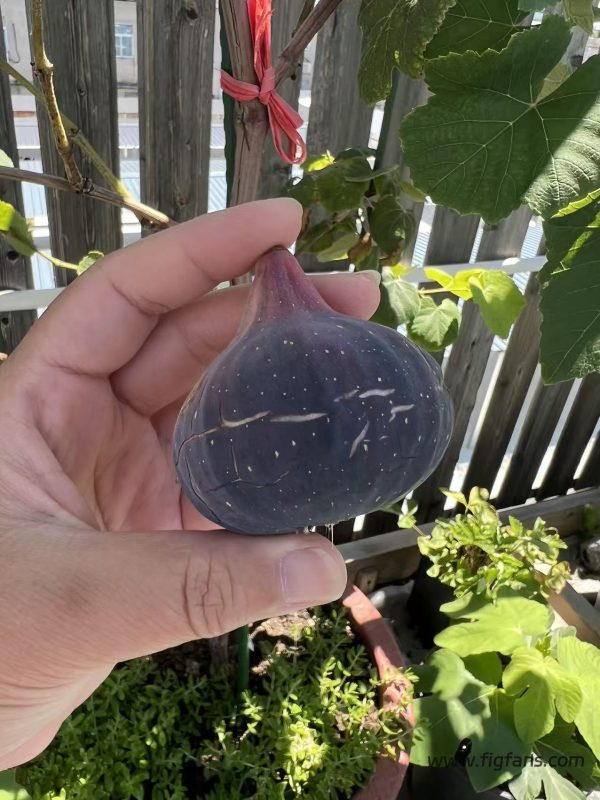 小果迷-种植爱好者交流互动平台