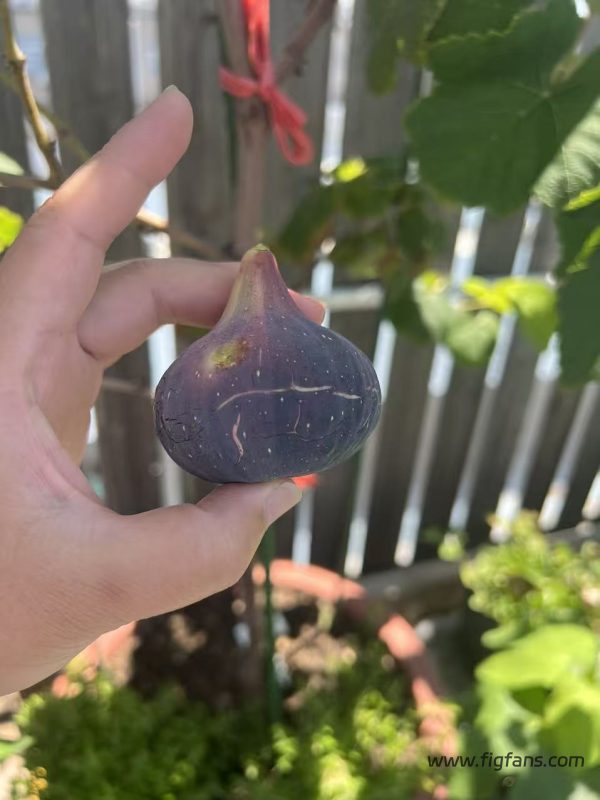 小果迷-种植爱好者交流互动平台