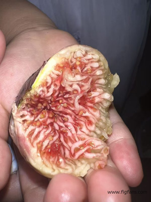 小果迷-种植爱好者交流互动平台