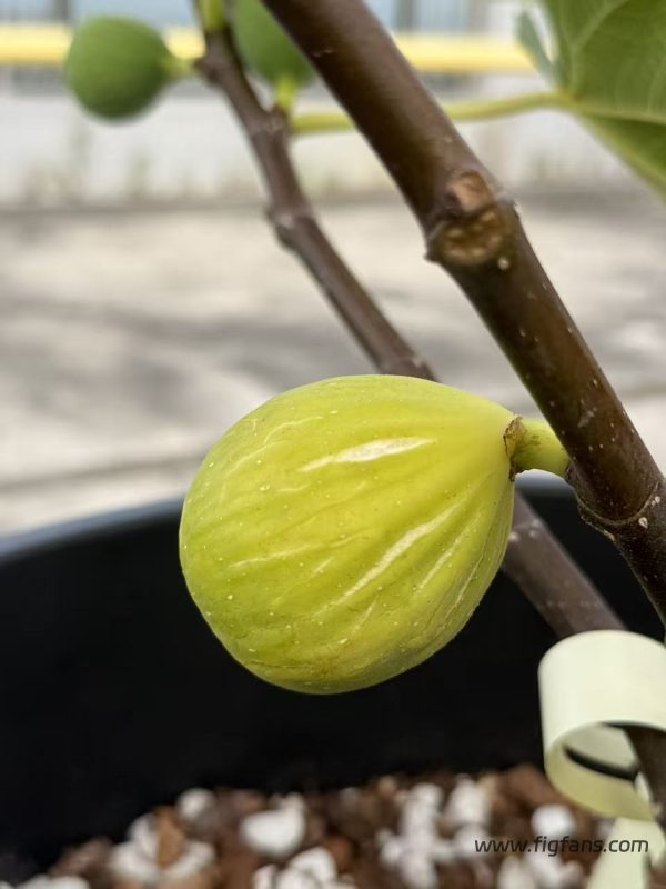 小果迷-种植爱好者交流互动平台