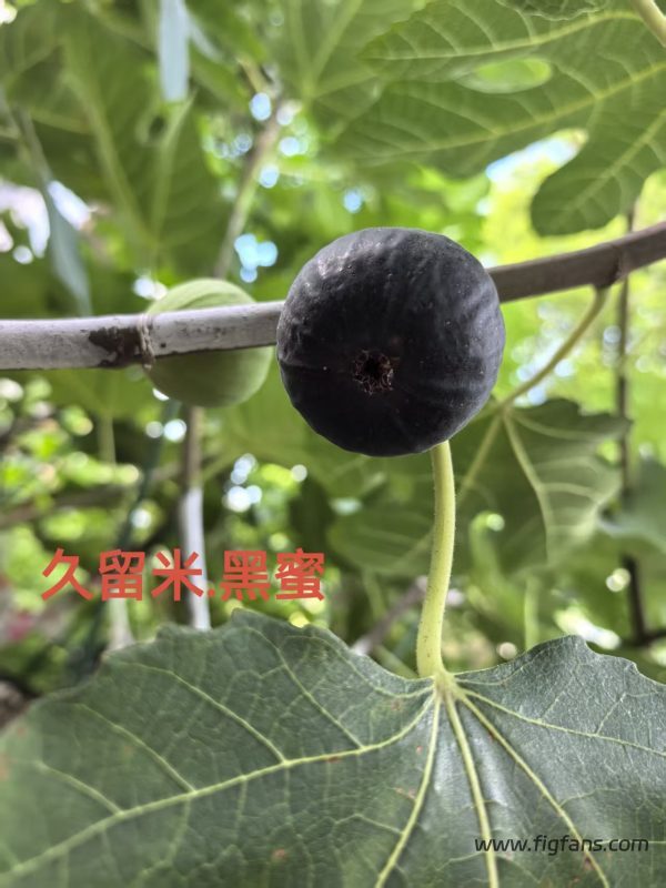 小果迷-种植爱好者交流互动平台