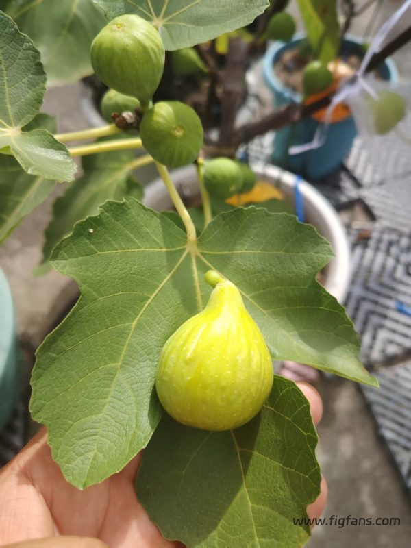 小果迷-种植爱好者交流互动平台