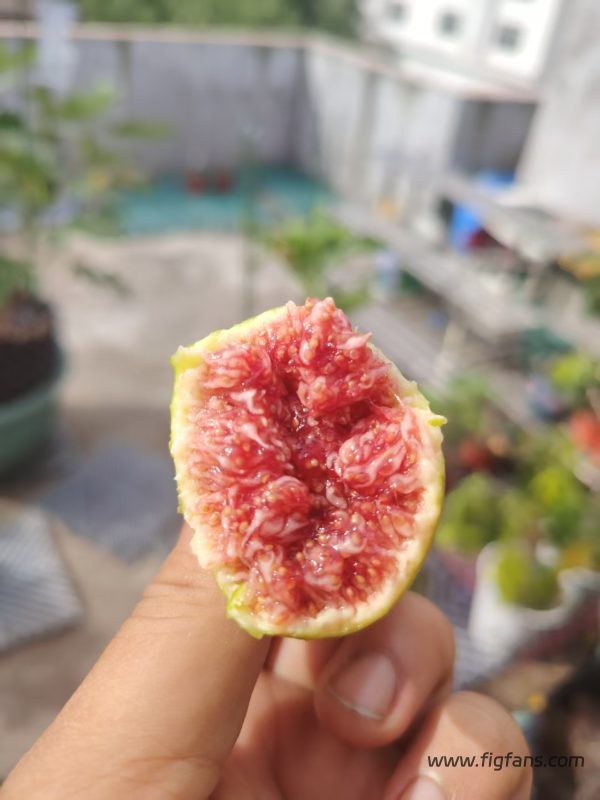 小果迷-种植爱好者交流互动平台