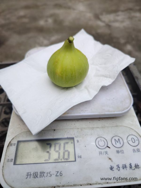 小果迷-种植爱好者交流互动平台