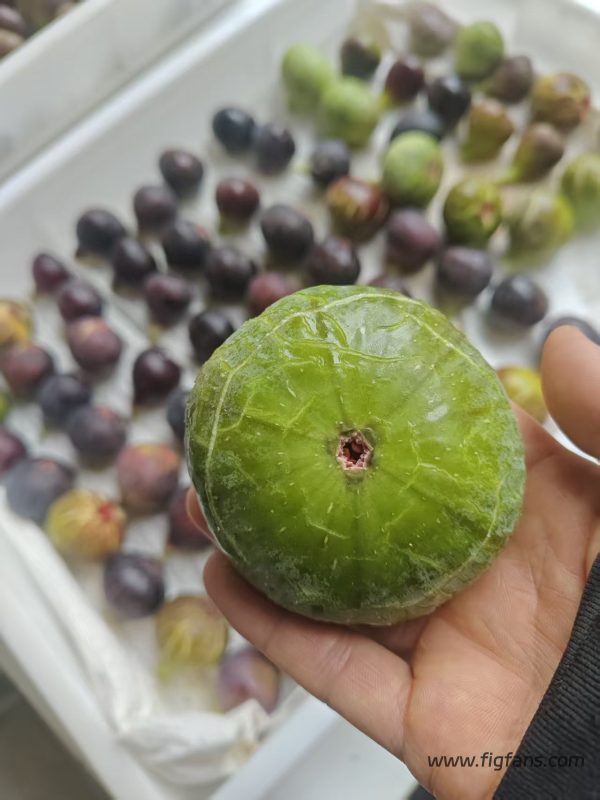 小果迷-种植爱好者交流互动平台