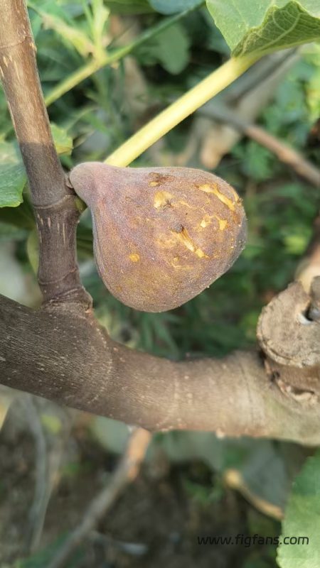 小果迷-种植爱好者交流互动平台