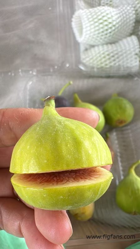 小果迷-种植爱好者交流互动平台