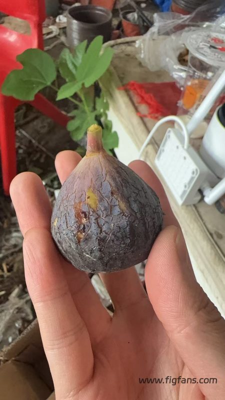 小果迷-种植爱好者交流互动平台