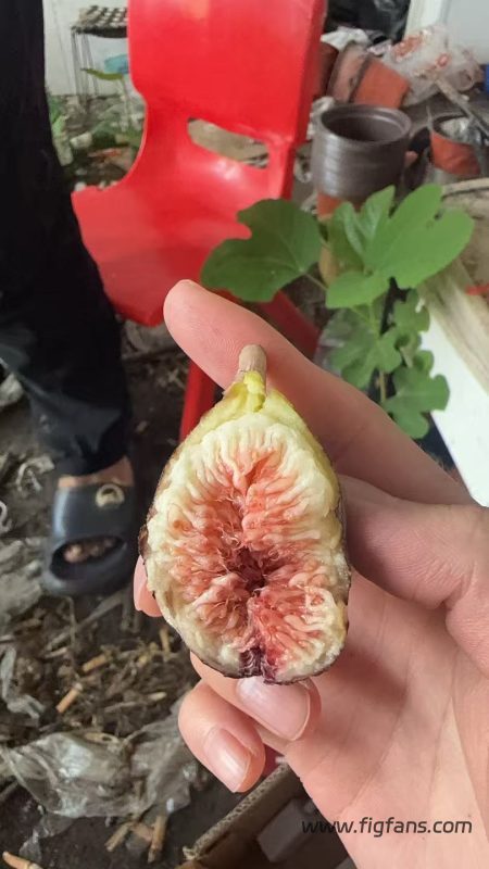 小果迷-种植爱好者交流互动平台