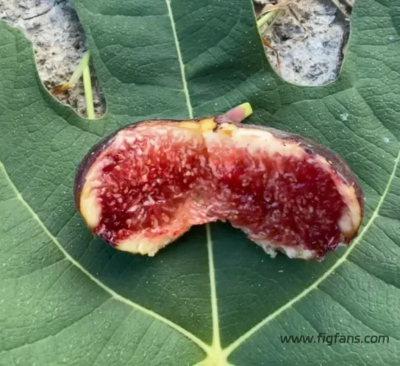 小果迷-种植爱好者交流互动平台